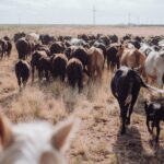 Cattle herd moving across a dry grass pasture