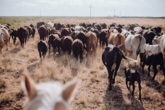 Cattle herd moving across a dry grass pasture