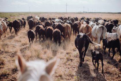 Cattle herd moving across a dry grass pasture