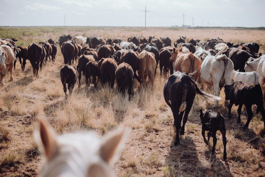 Cattle herd moving across a dry grass pasture