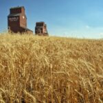 Golden wheat field under an Alberta sky