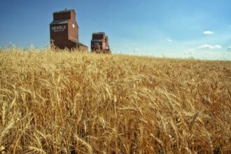 Golden wheat field under an Alberta sky