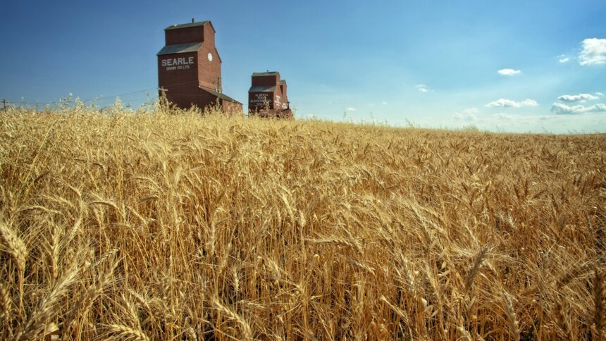 Golden wheat field under an Alberta sky