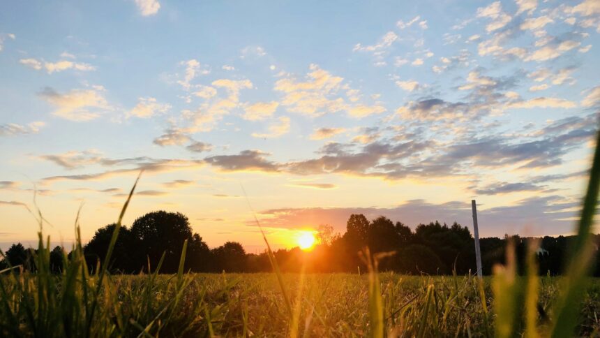 Open Alberta prairie field at sunset