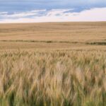 Open prairie grass field stretching to the horizon under a wide blue sky
