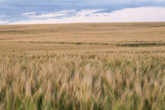 Open prairie grass field stretching to the horizon under a wide blue sky