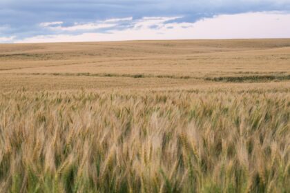 Open prairie grass field stretching to the horizon under a wide blue sky