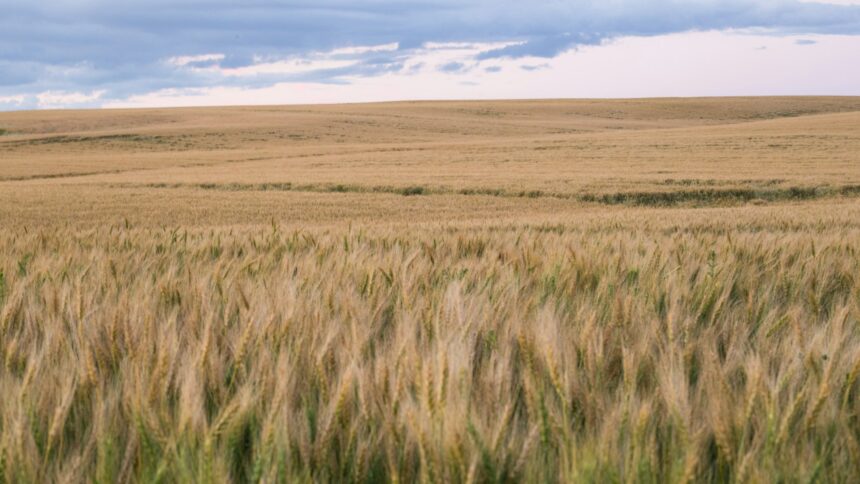 Open prairie grass field stretching to the horizon under a wide blue sky