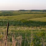 Weathered fence post in a grassy rural Alberta field at golden hour