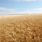 Ripe wheat standing unharvested in a wide prairie field under an open sky