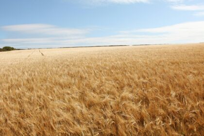 Ripe wheat standing unharvested in a wide prairie field under an open sky