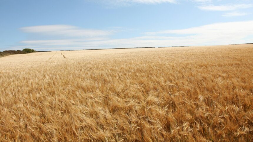 Ripe wheat standing unharvested in a wide prairie field under an open sky