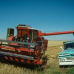A combine and a grain truck in a harvested field near Milk River, Alberta