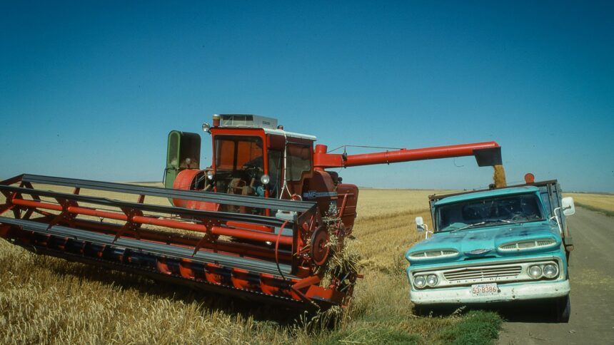 A combine and a grain truck in a harvested field near Milk River, Alberta