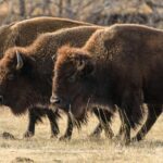 Three bison walking across dry grassland