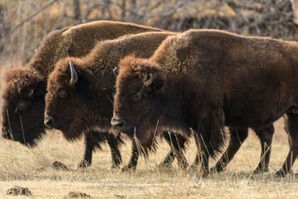 Three bison walking across dry grassland