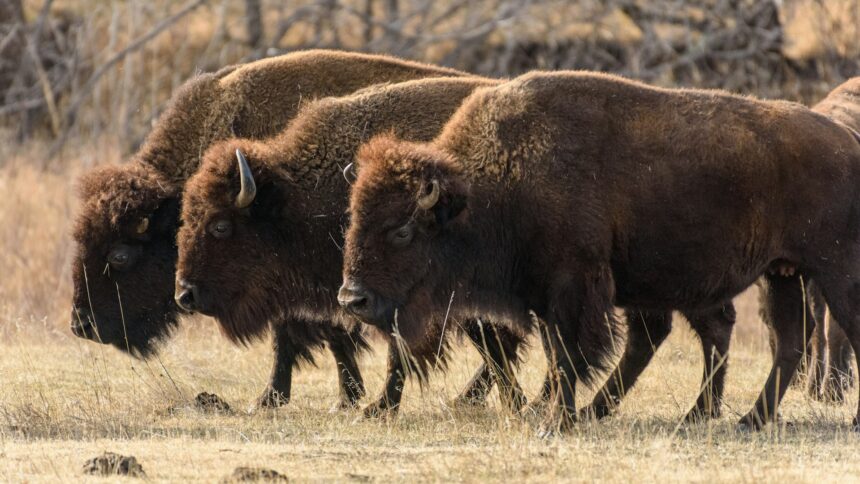 Three bison walking across dry grassland