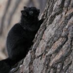 A black squirrel clinging to the trunk of a tree