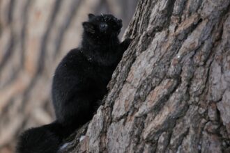 A black squirrel clinging to the trunk of a tree