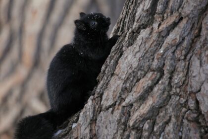 A black squirrel clinging to the trunk of a tree
