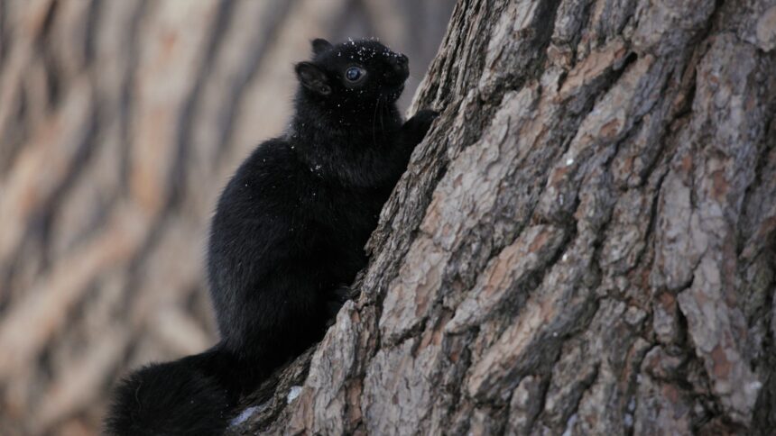 A black squirrel clinging to the trunk of a tree