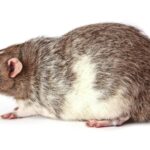 A close-up of a brown rat against a white background