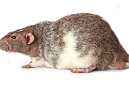 A close-up of a brown rat against a white background