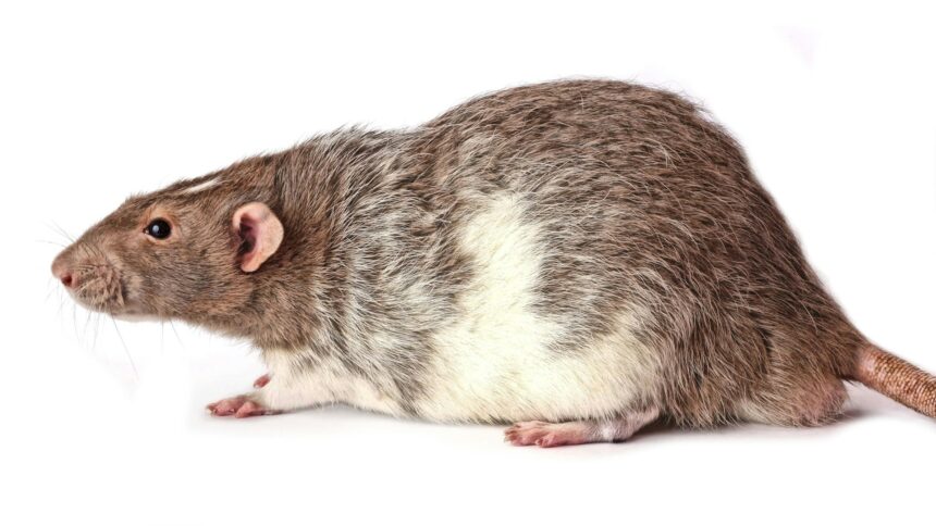 A close-up of a brown rat against a white background