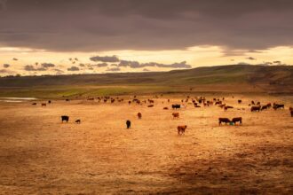 Cattle grazing on dry prairie grassland under an open sky