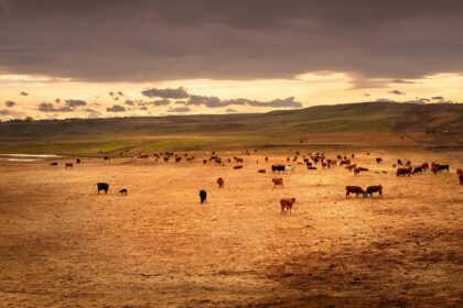 Cattle grazing on dry prairie grassland under an open sky