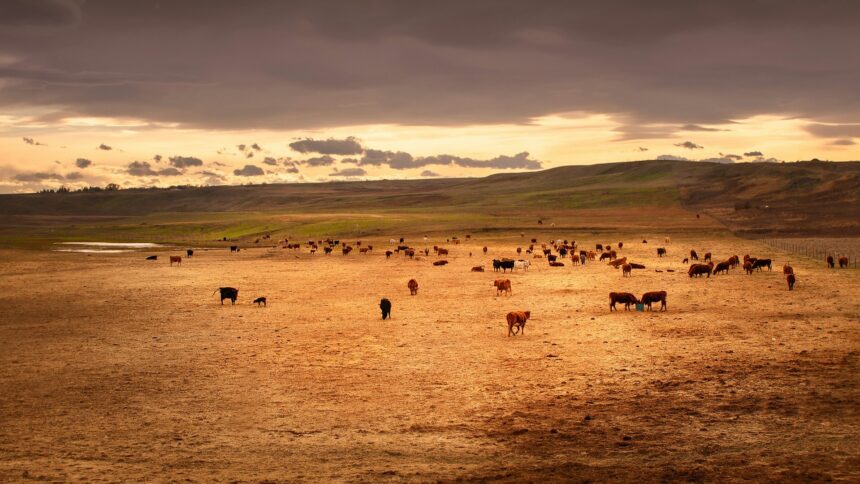 Cattle grazing on dry prairie grassland under an open sky
