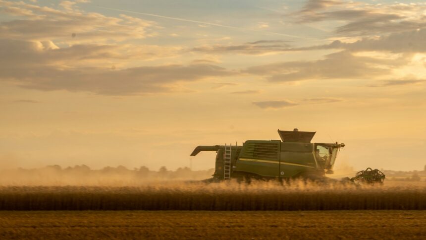 A combine harvester working a grain field in dusty evening light