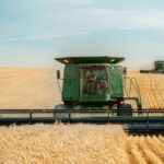 Two green combines harvesting a large wheat field