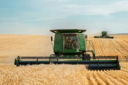 Two green combines harvesting a large wheat field