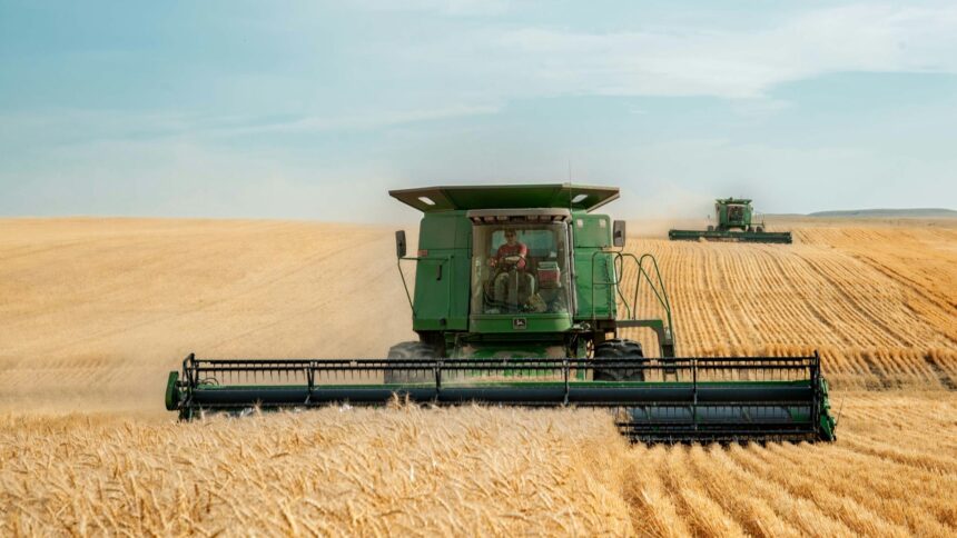 Two green combines harvesting a large wheat field