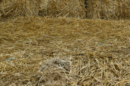 Square straw bales stacked in a field under low light