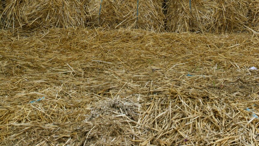 Square straw bales stacked in a field under low light