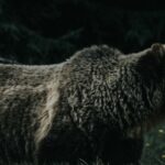 A grizzly bear in profile against dark forest in the Alberta Rockies