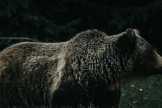 A grizzly bear in profile against dark forest in the Alberta Rockies