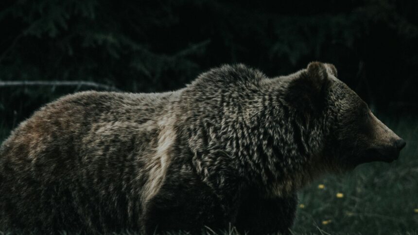 A grizzly bear in profile against dark forest in the Alberta Rockies