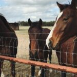 Two saddle horses standing at a wooden ranch fence