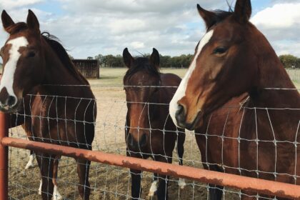 Two saddle horses standing at a wooden ranch fence