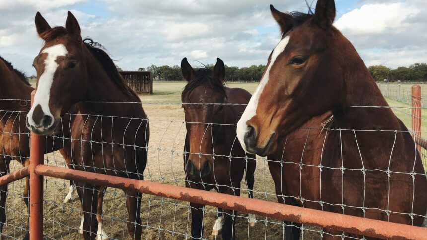 Two saddle horses standing at a wooden ranch fence