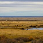 Black cattle grazing on golden prairie grass beside a dugout under a wide cloudy sky