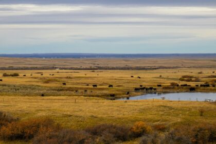 Black cattle grazing on golden prairie grass beside a dugout under a wide cloudy sky