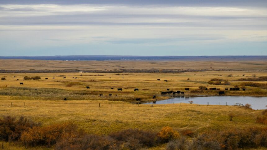 Black cattle grazing on golden prairie grass beside a dugout under a wide cloudy sky