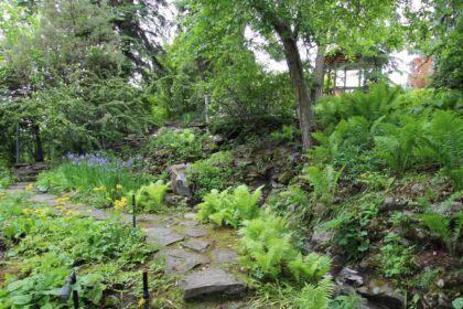 A stone-edged path winding up a hillside garden through ferns, flowering plants and trees